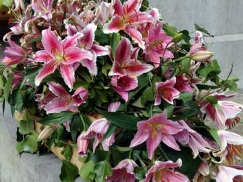 My Choice 409 - Waldteufel: Amour et Printemps