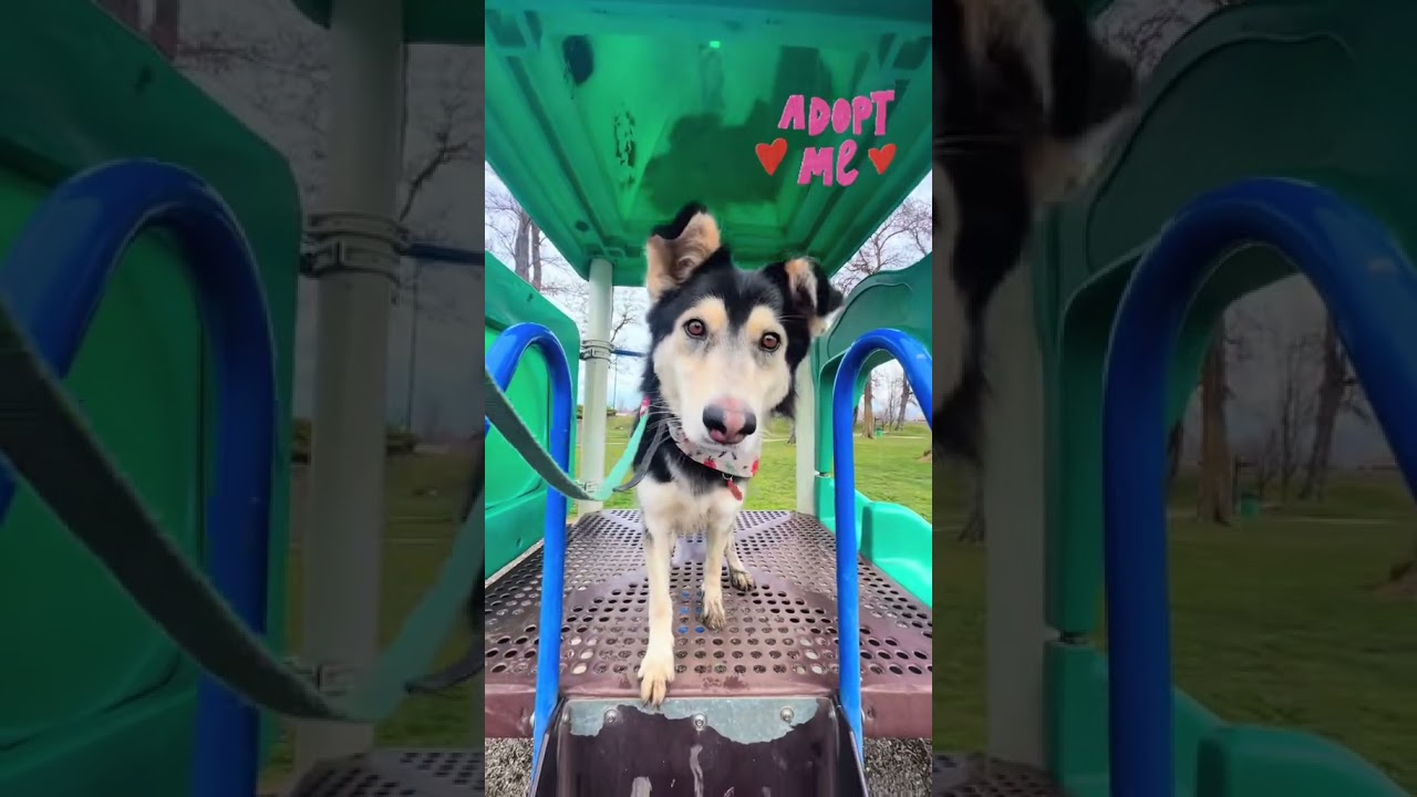 Enlarge Corra, a Adoptable mixed breed in Ellensburg, WA video 6/6