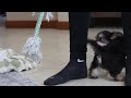 Morkie dogs for sale: Benson - Video 1