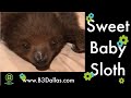 Dallas Sloth Encounter