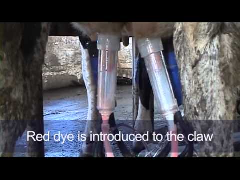 Daviesway - MilkRite (ImpulseAir Vented Triangular Liner) Demo