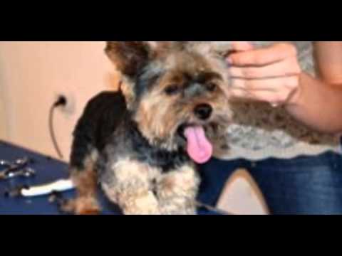 Cursuri Coafor Canin Deva