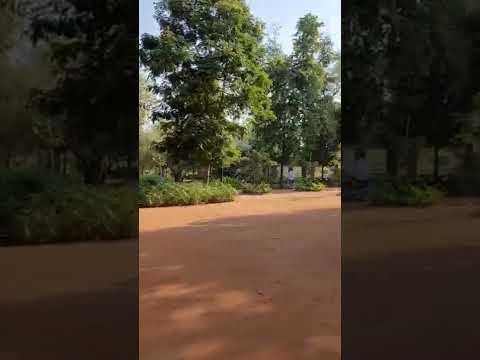 Goofy in PET Garden  #Parimal #goldenretriever