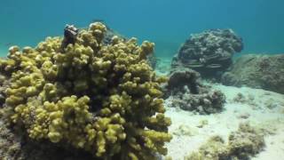 preview picture of video 'Cabo Pulmo - Diving Playa Arbolitos'