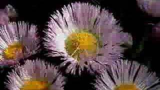 ben kweller- sundress