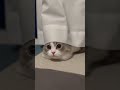Cute Cat Shorts