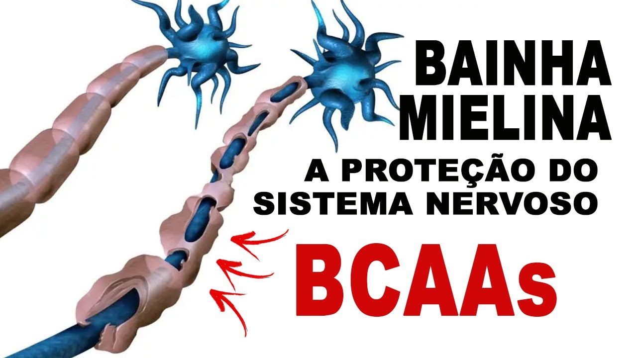 BAINHA DE MIELINA a proteção do SISTEMA NERVOSO. BCAAs!