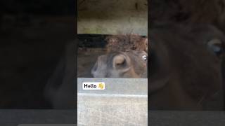 Shetland Pony Can’t See Over Stable Door!