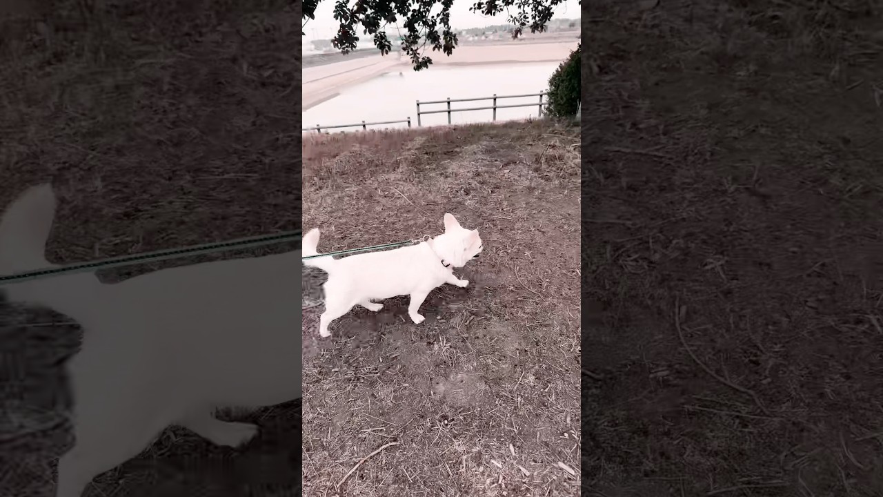 水辺付近を散歩する保護犬コマメ