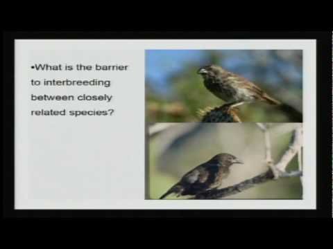 How and Why Species Multiply