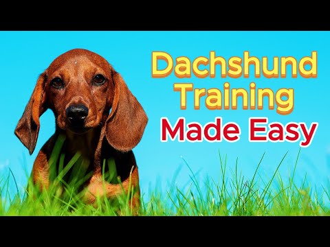 Ultimate Dachshund Training Guide: Tips & Tricks for a Happy, Obedient Pup!