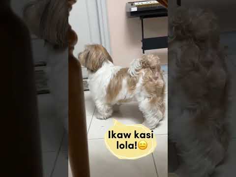 Bully lola at Pikon na Macho😂