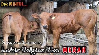 Download lagu Anak Sapi Belgian Blue Cross Yang Lahir di Kandang Sapi Sederhana, Apa Mungkin❓ mp3