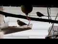 Hummingbird - Shine On
