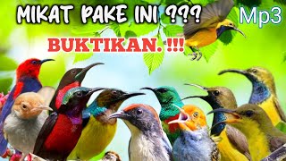 Download lagu Mp3 Suara Pikat Burcil Sederhana, tapi bikin semua burung ngumpul😱 mp3 Download lagu Mp3 Suara Pikat Burcil Sederhana, tapi bikin semua burung ngumpul😱 mp3