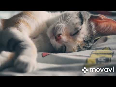 relax music🌜🌜 obedient and get high🔥🔥🔥