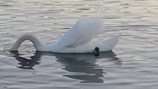 Sunset at rother valley country park.😁🇬🇧#uk