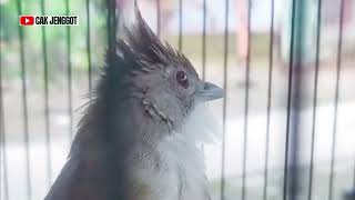 Download lagu ⚪ PANCINGAN CUCAK JENGGOT MUDAH DI RESPON DAN DITIRU | VARIASI TEMBAKAN JOSS JISS‼️ #cucakjenggot mp3