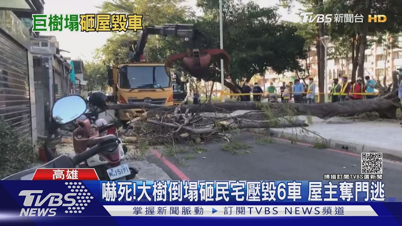 差1分鐘險壓到人!6層樓大樹倒塌 砸民宅毀6車屋主逃