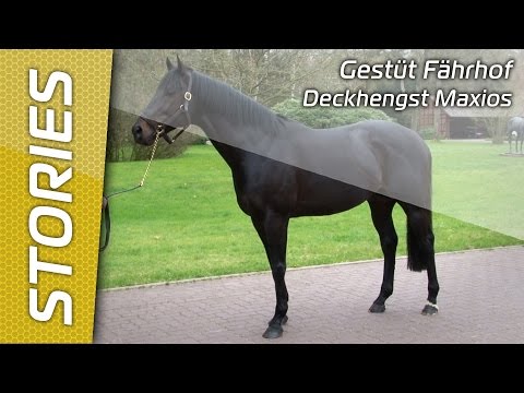 Gestüt Fährhof - Deckhengst Maxios