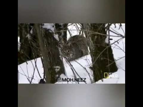 رازبقا-گربه چوس فیگور  گوینده: محمد نظام الدینی پیج منو در اینستاگرام هم دنبال کنید @moh.neez