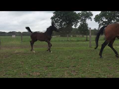 Kanndarco x Chacco Blue, Cordalme,Apart, Angelo