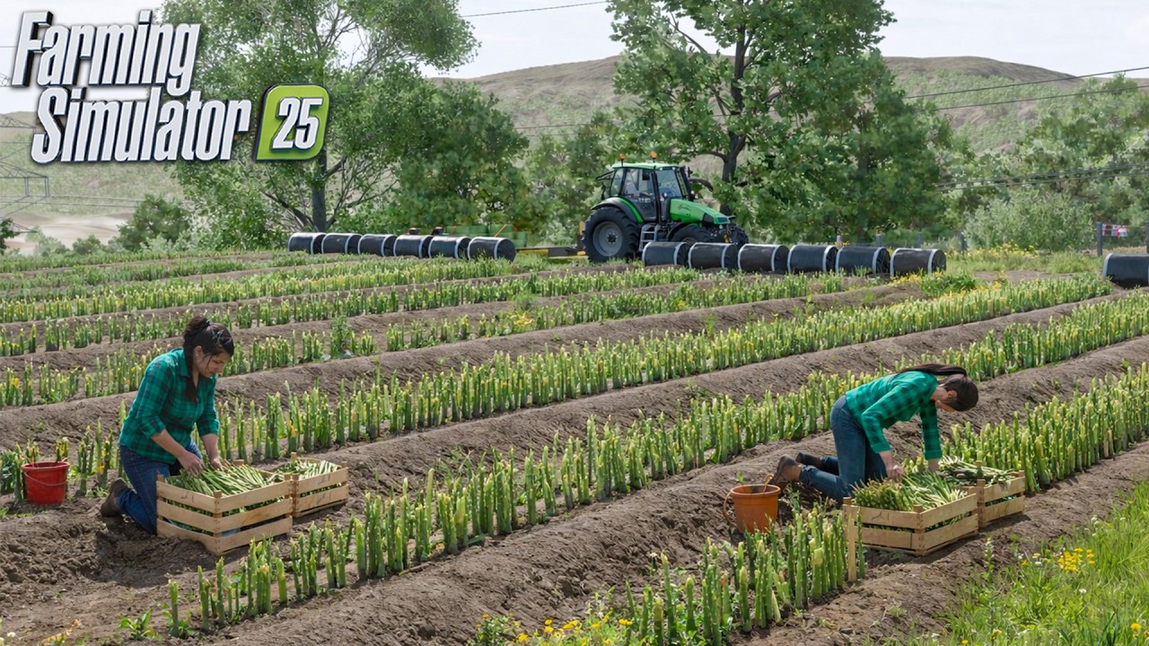 Full Animated Harvest of Asparagus (Realistic Gameplay) | FS25