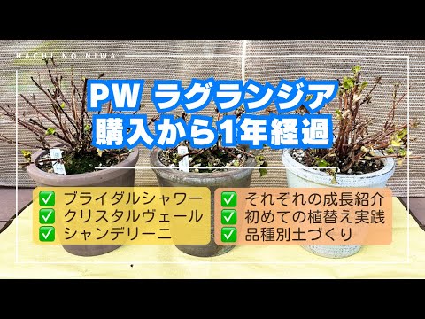 園芸 ゴジ、中国リシエット