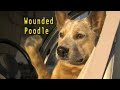 Hentemann Films Wounded Poodle CBS Television Studios 2009