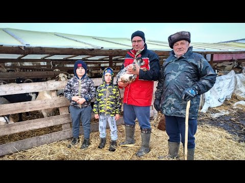 , title : 'Familia Răboj - trei generații de crescători de oi și capre din rase românești'