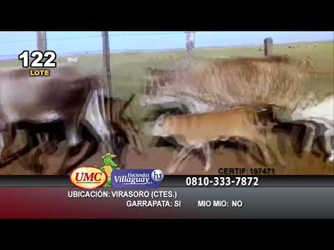 Lote 30 Vacas medio uso C/ cria en Virasoro, Corrientes