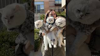 Download lagu My THREE baby cats! Zephyr, Elvis and his daddy Apollo! #cat #britishshorthair #cutecat #cutebaby mp3