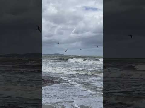 #gaviotas #gaivotas #uruguai #maldonado #bellavista #natureza