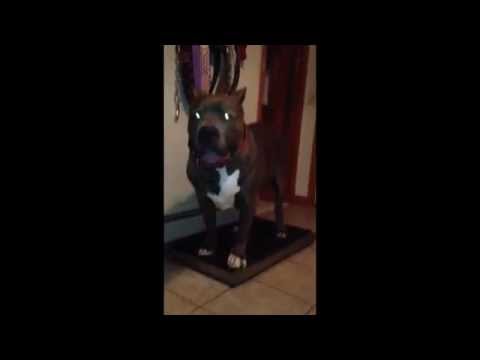 AZORE 3 years old 195 lbs!!!