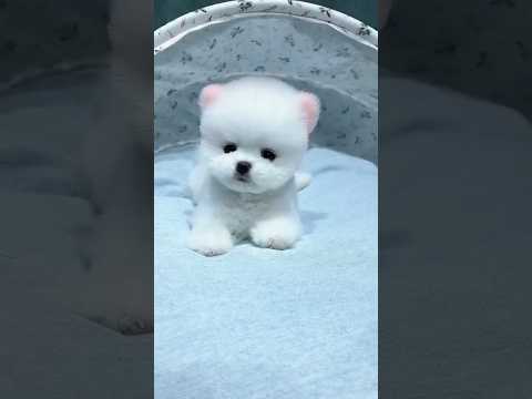 Cute Puppy ❤️✨#cute #puppy #animallife #cuteanimal #shortsfeed #youtubeshorts #shorts