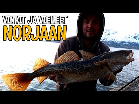 KALASTUS JÄÄMERELLÄ - MILLÄ, MISTÄ, MITEN JA MILLOIN KALAA TULEE?