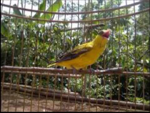 Kepodang Novyj Trend Smotret Onlajn Na Sajte Trendovi Ru