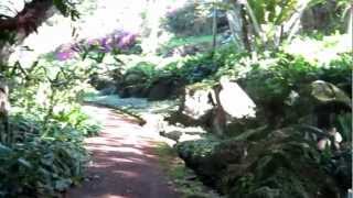 preview picture of video 'Kaua`i National Tropical Botanical Garden 3530 Papalina Road Kalaheo, HI  96741'