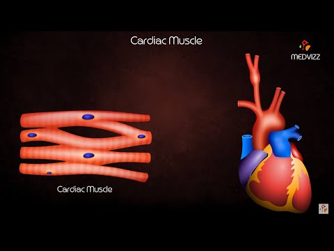 image-What is cardiac muscle is responsible for?