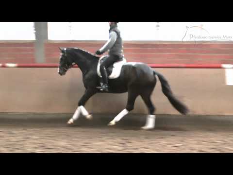 Lirabelle *2011 www.pferdesportservice.de