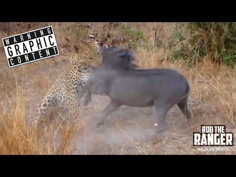 Funny animal videos - Lion vs Pig