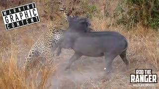 Leopard Vs Warthog: Incredible Battle for Survival!