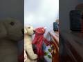 Elmo World Dogs Quiz
