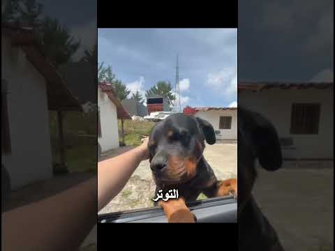 لهذا لا يجب أبدًا أن تربّت على كلب لا تعرفه ❗️❗️❗️#شورتات #روتوايلر #غريزة