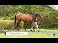 First Yearlings For Saxon Warrior