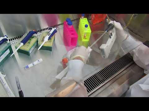 MSU Cell Biology (BIO 320) -  Lab 1: Cell Culture Trypsin Step (Video 3)