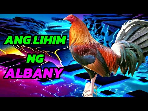 Albany Gamefowl:  Sikreto sa Panalo! 🤫🏆
