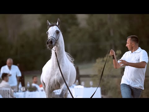 ✨ THE DUBAI STUD LOOK ✨ Presented at the 2022 Capecci Training Center Open Farm