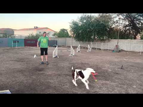 Lateral lead outs… backyard exercise