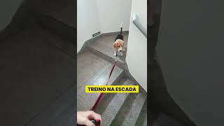 Como ensinei meu cachorro a descer a escada em 5 minutos